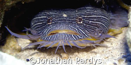 Splendid Toadfish in Cozumel by Jonathan Pardys 